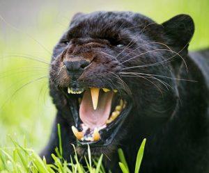 macchie nere sui denti di una pantera